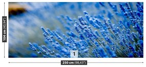 Fototapeta Vliesová Modrá levandule 152x104 cm