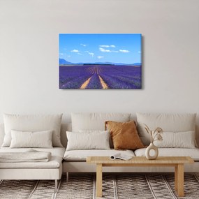 Obraz - Levanduľové pole (90x60 cm)