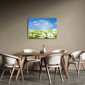 Obraz rozkvitnutej lúky s margarétkami (70x50 cm)