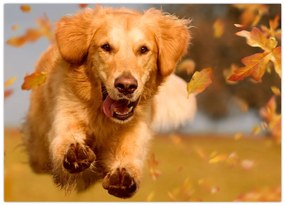 Sklenený obraz - Zlatý retriever (70x50 cm)