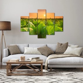Obraz - Pole (150x105 cm)