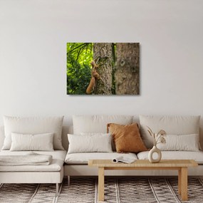 Sklenený obraz - Veverička (70x50 cm)