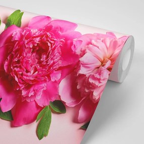 Samolepiaca fototapeta pivonky v ružovej farbe - 150x100