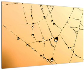 Obraz orosenej pavučiny (90x60 cm)