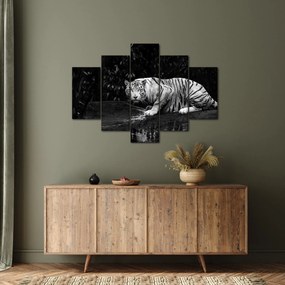 Obraz - Tiger albín, čiernobiely (150x105 cm)