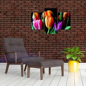 Obraz tulipánov na čiernom pozadí (90x60 cm)