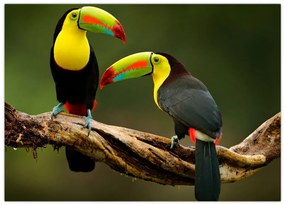Obraz sediacich tukanov, Costa Rica (70x50 cm)