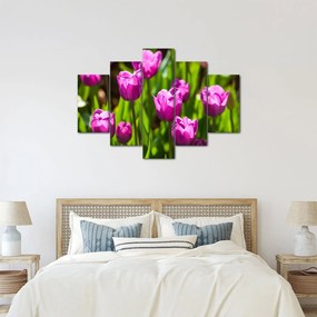 Obraz tulipánov na lúke (150x105 cm)