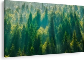 Obraz - Borovicový les (90x60 cm)