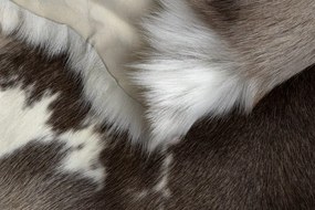 Koberec RENIFER POK003 PREMIUM hnedý / biely