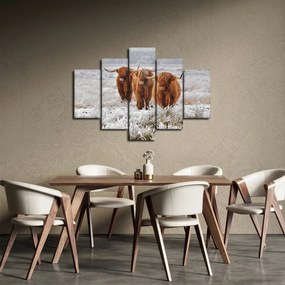 Obraz - Škótske kravy (150x105 cm)