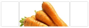 Obraz mrkvy