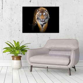 Sklenený obraz - Tiger (70x50 cm)