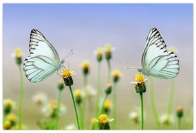 Obraz motýľov na kvetine (90x60 cm)