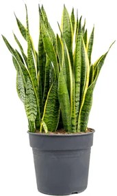 Sansevieria laurentii Tuft Pots. 31 cm v.80 cm