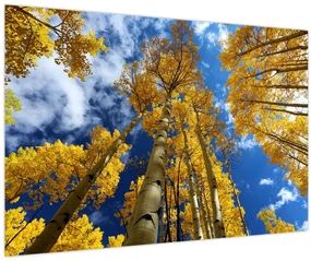Obraz - Aspen (90x60 cm)