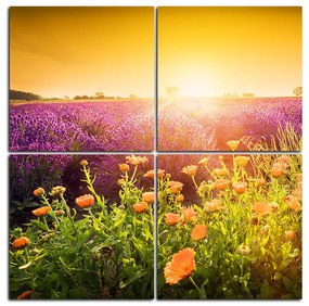 Obraz na plátne - Levanduľové pole zaliate slnkom - štvorec 365E (100x100 cm)