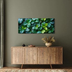 Obraz - Zelené rastliny (120x50 cm)