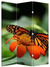 Paraván - Motýľ na kvetine (126x170 cm)