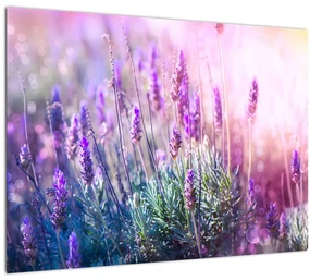 Sklenený obraz - Levanduľa vo trblietania slnka (70x50 cm)