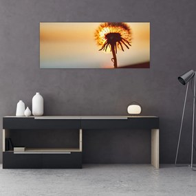 Obraz Púpavy v západe slnka (120x50 cm)