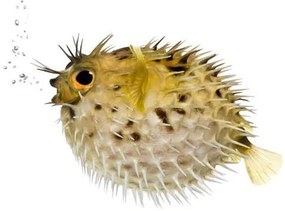 Samolepka na stenu Ježura