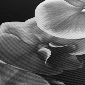 Obraz kvetu orchidey (90x60 cm)