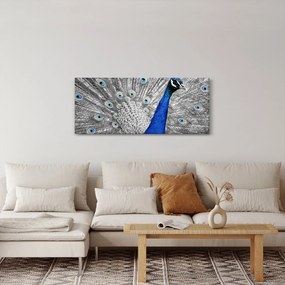 Obraz - modrý páv (120x50 cm)