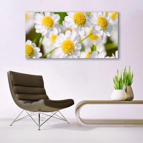 Obraz plexi Kvety sedmokráska príroda 120x60 cm