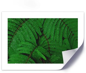 Gario Plagát Kvapky na liste papradia Farba rámu: Bez rámu, Veľkosť: 30 x 20 cm