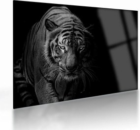 Sklenený obraz divokého tigra (70x50 cm)