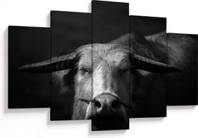 Obraz - Krava (150x105 cm)