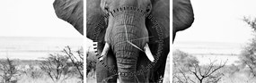 Obraz - Slon africký II. (s hodinami) (90x30 cm)
