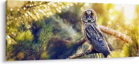 Obraz sovy na strome (120x50 cm)