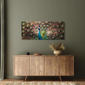 Obraz - Páv (120x50 cm)