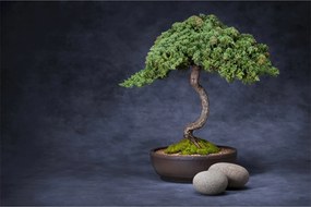 Obraz - Bonsai (90x60 cm)