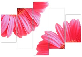 Obraz kvetín - astra