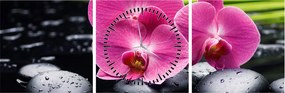 Obraz - Ružové orchidey s palmovým listom (s hodinami) (90x30 cm)