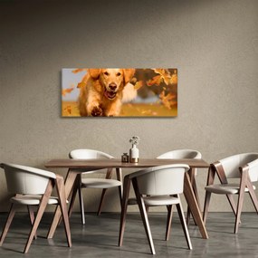 Obraz - Zlatý retriever (120x50 cm)