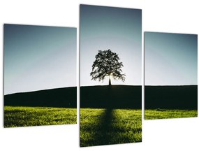 Obraz prírody - strom (90x60 cm)