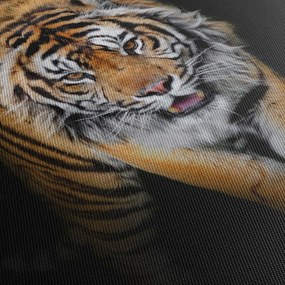 Obraz - Tiger (70x50 cm)