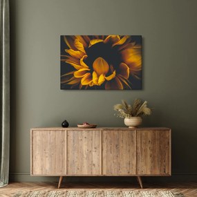 Obraz - Slnečnica v čiernom pozadí (90x60 cm)