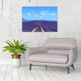 Sklenený obraz - Levanduľové pole (70x50 cm)