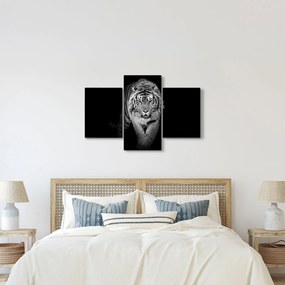 Obraz - Tiger s modrými očami (90x60 cm)