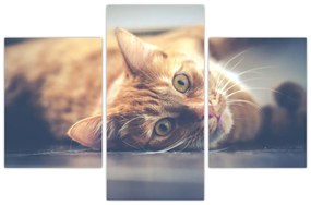 Obraz mačky na podlahe (90x60 cm)
