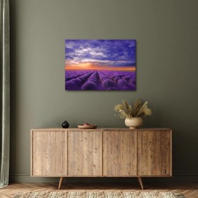 Obraz levanduľového pole (70x50 cm)