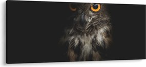 Obraz sovy (120x50 cm)