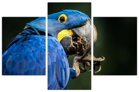 Obraz papagája (90x60 cm)