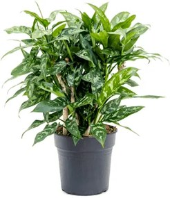 Aglaonema Maria 21x50 cm