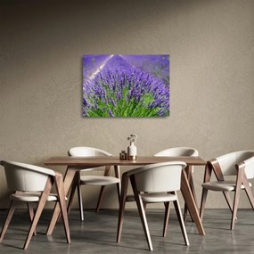 Sklenený obraz - levanduľa (70x50 cm)